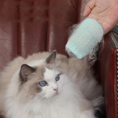Brosse pour chat bleu