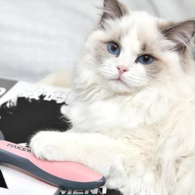 Brosse pour chat | CatCombâą - Chats Calins
