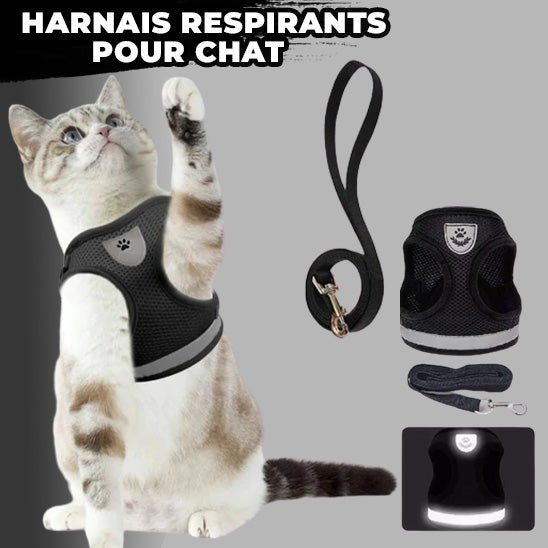 Harnais chat I CatHarnessâą - Chats Calins