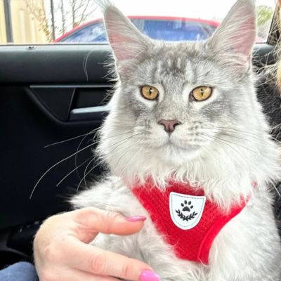 Harnais chat I CatHarnessâą - Chats Calins