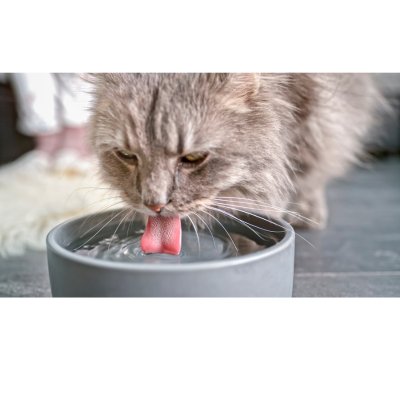 Astuces pour encourager votre chat à boire plus d'eau - LES DEUX CHATS
