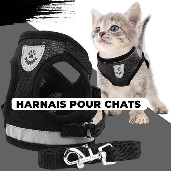 Harnais chat I CatHarness™ - Chats Calins