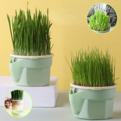 SeedCup™ - Jardinière d'herbe à chat - Chats Calins