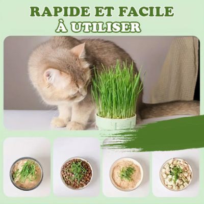 SeedCup™ - Jardinière d'herbe à chat - Chats Calins