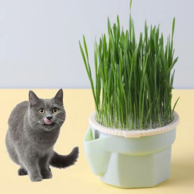 SeedCup™ - Jardinière d'herbe à chat - Chats Calins